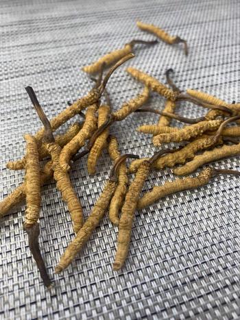 Cordyceps Land Wild Tibet Cordyceps Sinensis Review