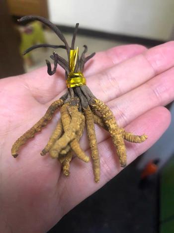 Cordyceps Land Wild Tibet Cordyceps Sinensis Review