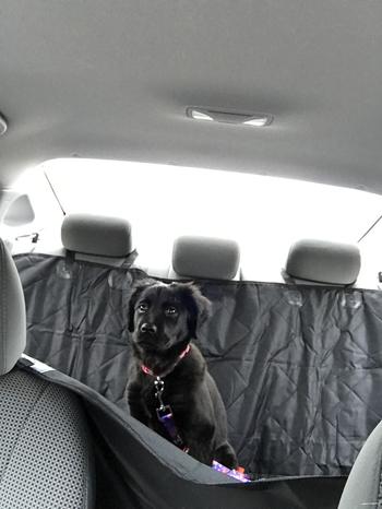 SNAPPYFINDS - Paw Perfect™ Dog Rear Car Seat Cover Review