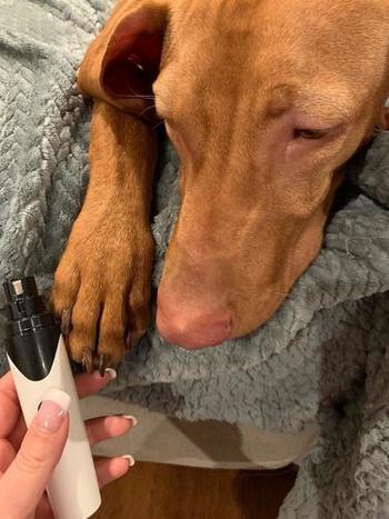 SNAPPYFINDS - Painless Pet Nail Grinder Tool Review