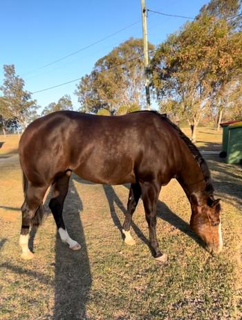 Missy's Bucket Black Horse Review