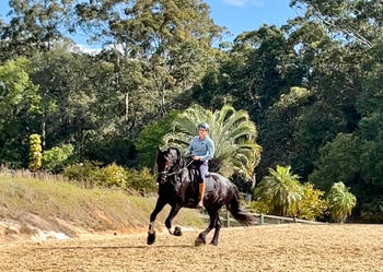 Missy's Bucket Black Horse Review