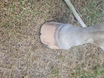 Missy's Bucket Missy's Bucket GUT-Plus Pellets Review