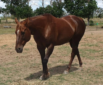 Missy's Bucket Missy's Bucket GUT-Plus Pellets Review