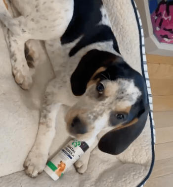 Plenti Pets  Review