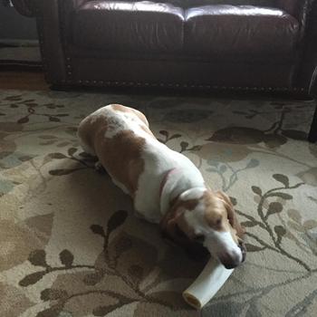 Redbarn Pet Products Filled Bone Cheese & Bacon Flavor Review