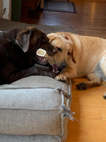 Redbarn Pet Products Filled Bone Cheese & Bacon Flavor Review