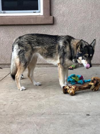 Redbarn Pet Products Mammoth Bone Review