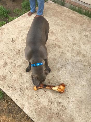 Redbarn Pet Products Mammoth Bone Review