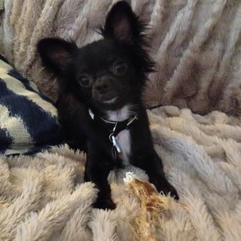 Redbarn Pet Products Beef Tendon Review