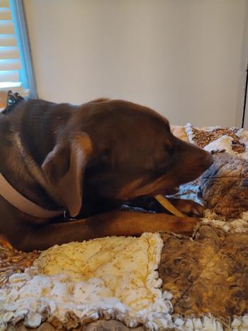 Redbarn Pet Products Beef Strap Review