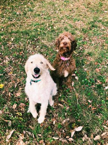 Redbarn Pet Products Whole Grain Land Recipe Dog Food Review