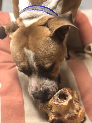 Redbarn Pet Products Meaty Knuckle Bone Review