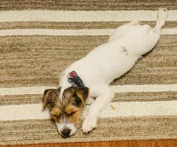 Redbarn Pet Products Braided Bully Stick Review
