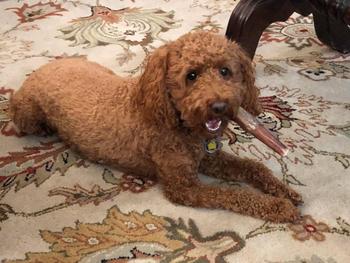 Redbarn Pet Products Bully Slims® Review