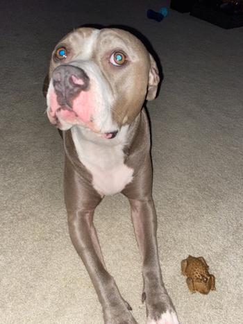 Redbarn Pet Products Chew-A-Bulls® Horned Toad Review