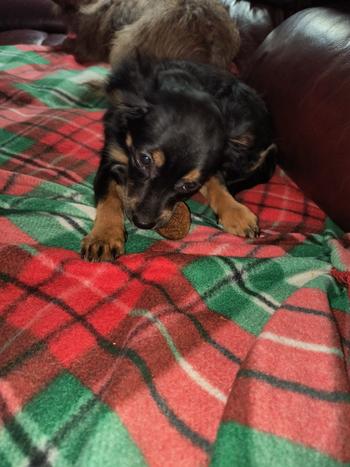 Redbarn Pet Products Chew-A-Bulls® Chip Review