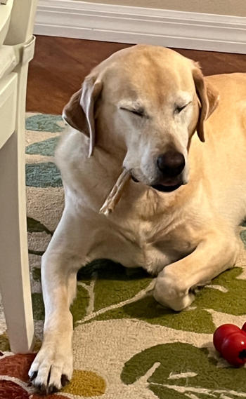 Redbarn Pet Products Collagen Stick Review
