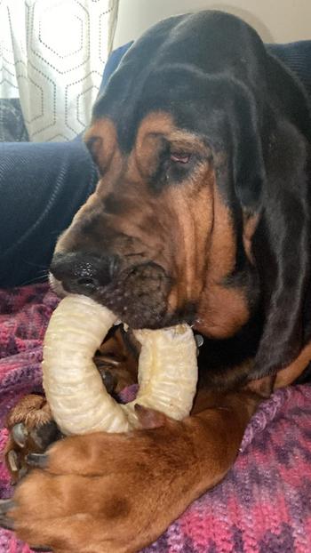 Redbarn Pet Products Trachea Ring Review