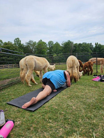 Good Karma Ranch Alpaca Yoga at GKR Review