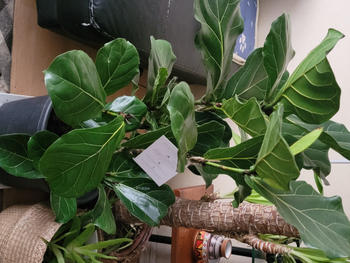 PlantMe Chile Fidel (Ficus Lyrata) Review
