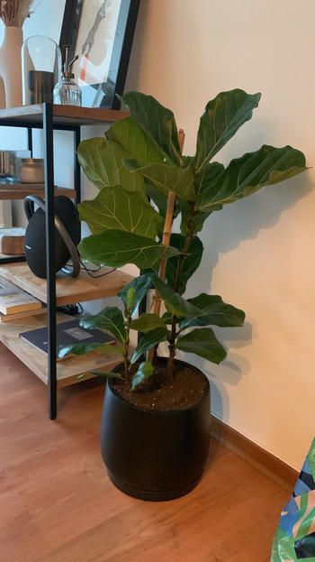 PlantMe Chile Fidel (Ficus Lyrata) Review