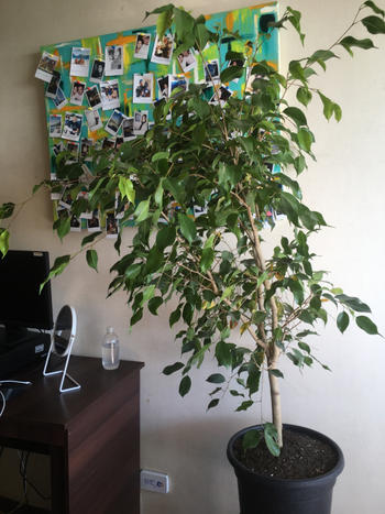 PlantMe Chile Bill XL (Ficus Benjamina) Review
