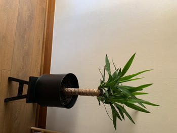 PlantMe Chile Baby Yolanda (Yucca) Review