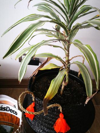 PlantMe Chile Woody (Dracena Warneckii) Review