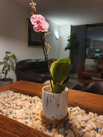 PlantMe Chile Úrsula Rosada (Orquídea grande) Review