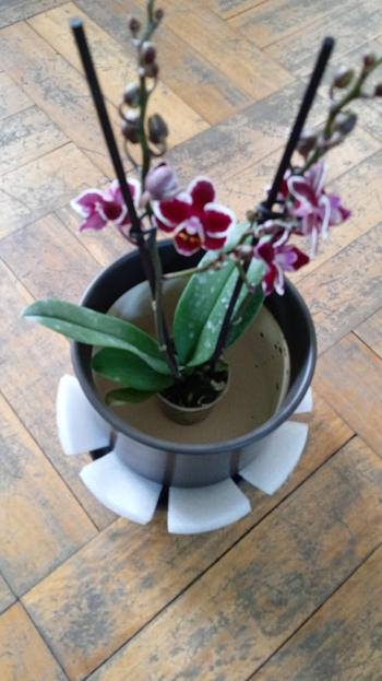 PlantMe Chile Ester Fucsia (Orquídea Chica) Review