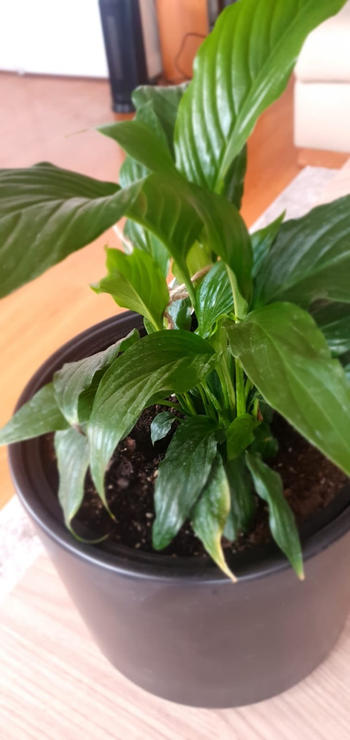 PlantMe Chile Spike L (Spathyphillum) Review