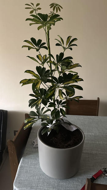 PlantMe Chile Shelby L (Shefflera) Review