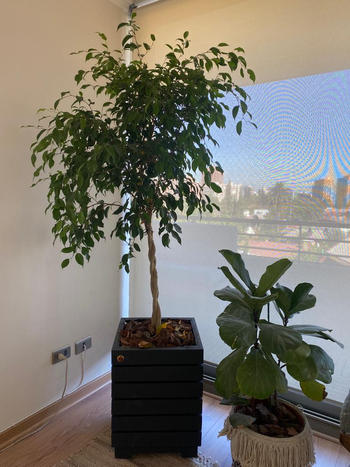 PlantMe Chile Bob XL (Benjamina Trenzado) Review