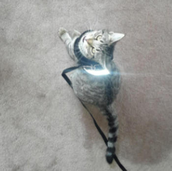 Cattasaurus RoyalPurr™ Cat Harness Review