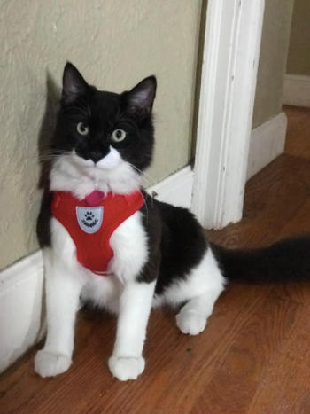 Shoprixa RoyalPurr™ Cat Harness Review
