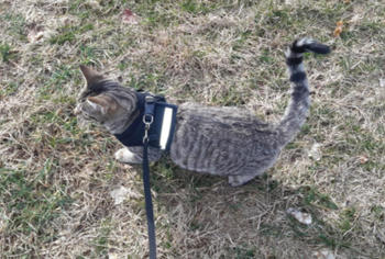 Cattasaurus RoyalPurr™ Cat Harness Review