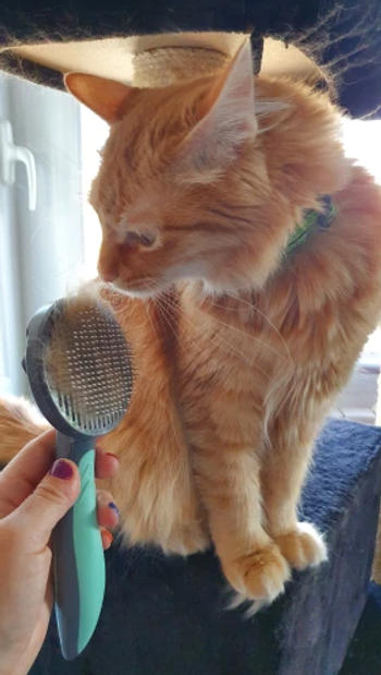Cattasaurus The KittyFur™ Self-Cleaning Slicker Brush Review