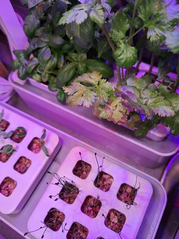 Urban Plant Growers Hydroponic Vermiculite Review