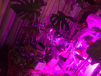 Urban Plant Growers NZ Red/Blue LED Grow Light Review