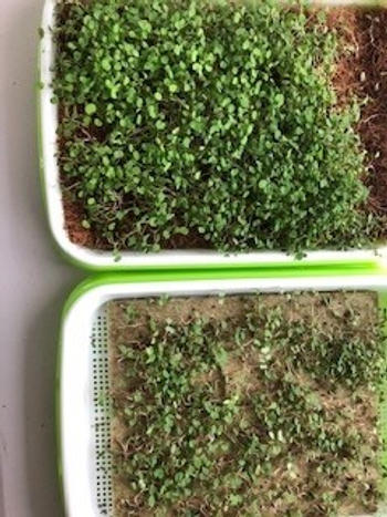 Urban Plant Growers MicroGreen Grow Kit Review