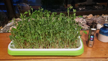 Urban Plant Growers MicroGreen Grow Kit Review