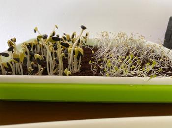 Urban Plant Growers MicroGreen Tray Review