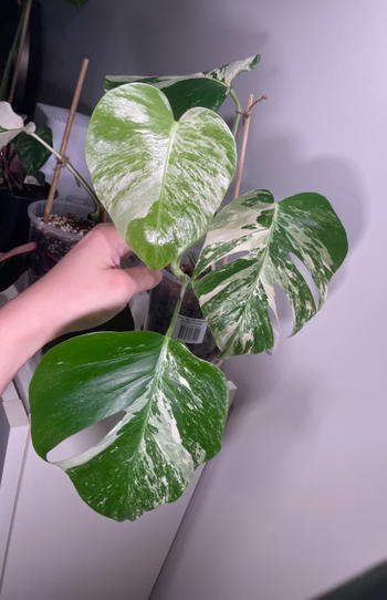 Urban Plant Growers HydroGlow LED Grow Light Review