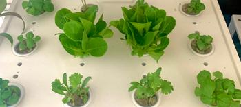 Urban Plant Growers TerraGarden Combo Review