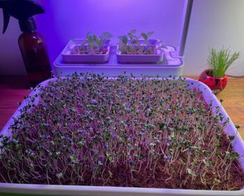 Urban Plant Growers Indoor Smart Garden Combo Review
