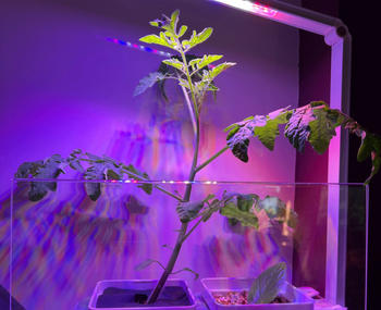 Urban Plant Growers Indoor Smart Garden Combo Review