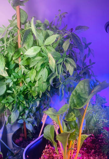 Urban Plant Growers TerraGarden Combo Review
