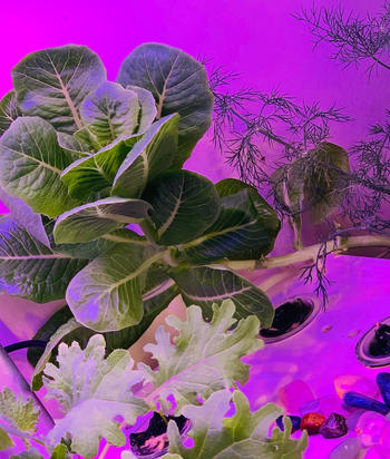 Urban Plant Growers TerraGarden Combo Review