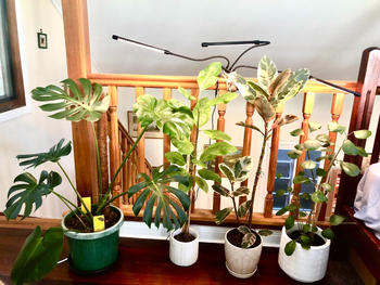 Urban Plant Growers Full Spectrum LED Grow Light Review